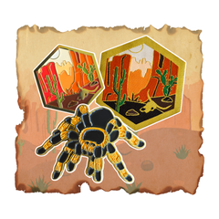 Desert Biome Patch and Pin Set